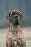 DOGUE ALLEMAND 736
